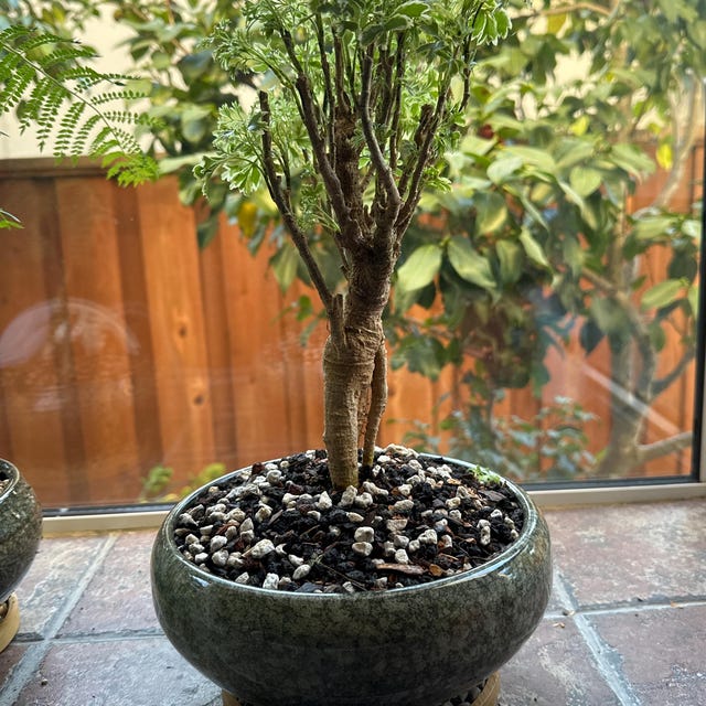 1 Ft Tall -aralia Ming Gold Bonsai, Aralia Parsley- Stunning Variegated  Bonsai Tree - Etsy Israel