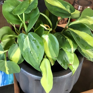 Romie Fulgencio added a photo of their purchase