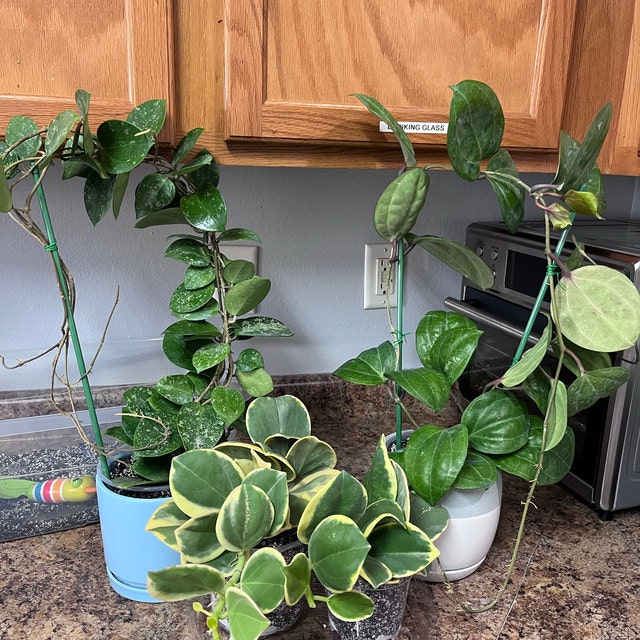 ホヤ・パラシティカ ハートリーフ シルバー（小）（（（ホヤ