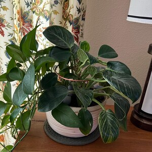 Anita added a photo of their purchase