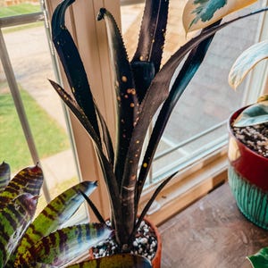 Bromeliad Billbergia Darth Vader Cutting - Etsy