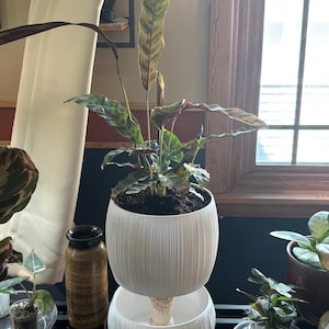 Etsy buyer’s customer photo of Pallas Self-Watering Planter