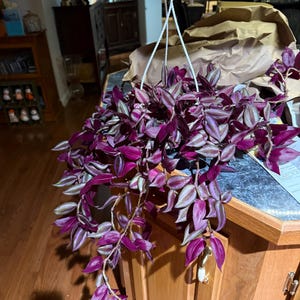 Tradescantia Zebrina “ Wandering Jew” Hanging Basket - Etsy