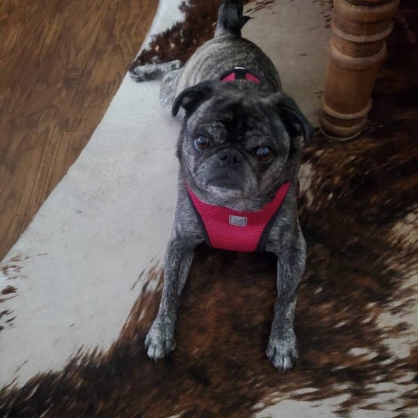 Rustic Metal Standing Rabbit Yard Art With Stake Steel Bunnies Metal ...