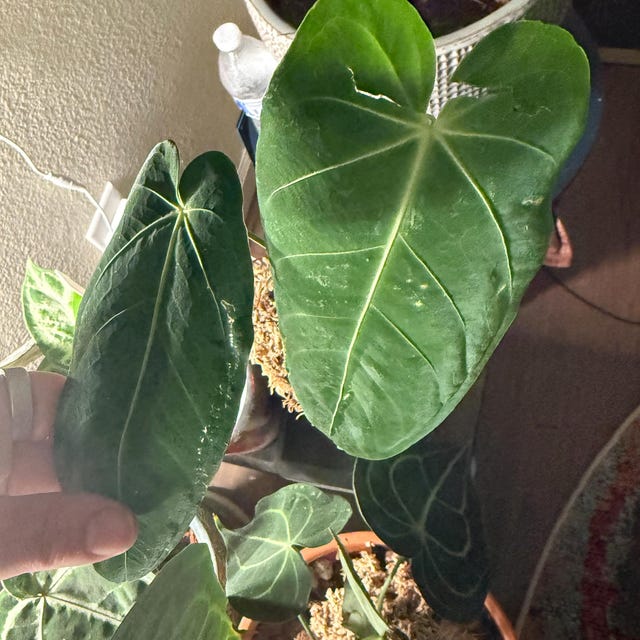Anthurium Warocqueanum X Waterburyanum - US Seller - Multiple