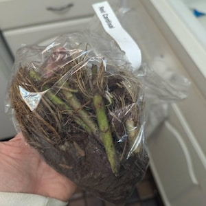 Danica added a photo of their purchase