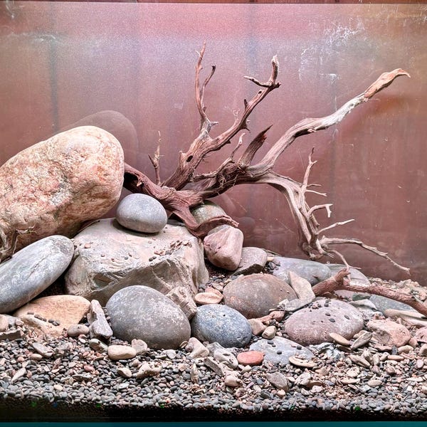 View of River Stone / Planted Aquarium / Decoration / Hardscape / Aquarium ...