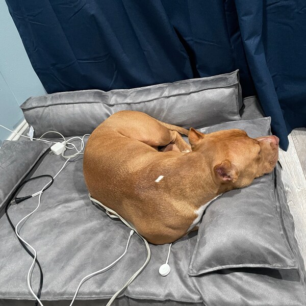 View of Anxiety Relief Pet Blanket Mat, Luxury Pet Cover, Cream Washable ...