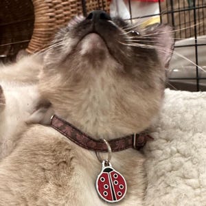 Mika ha aggiunto una foto del proprio acquisto