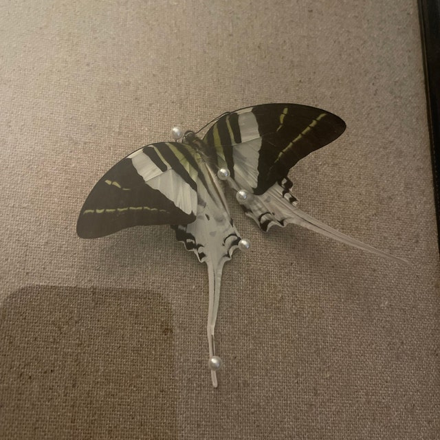 AMPLID swallowtail> SNOMMELLIER 166cm