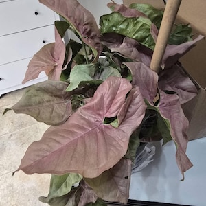 Jennifer added a photo of their purchase