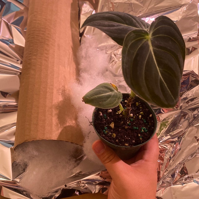 choco empress philodendron Filodendron 'Choco Empress'  Secret Garden Plant Shop