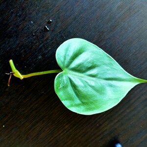 Mika added a photo of their purchase