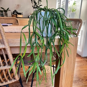 Cristina added a photo of their purchase