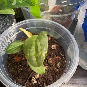 Leslie added a photo of their purchase