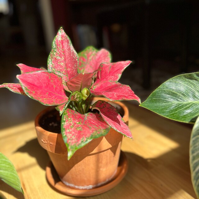 Aglaonema Lucky Red - Chinese Evergreen - Rare Tropical Plant - Red & Pink  Foliage - Etsy