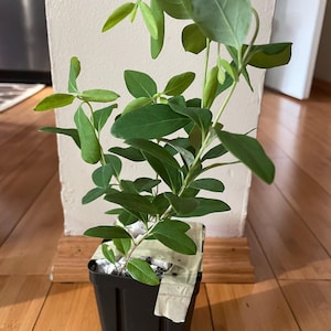 Zygmunt added a photo of their purchase