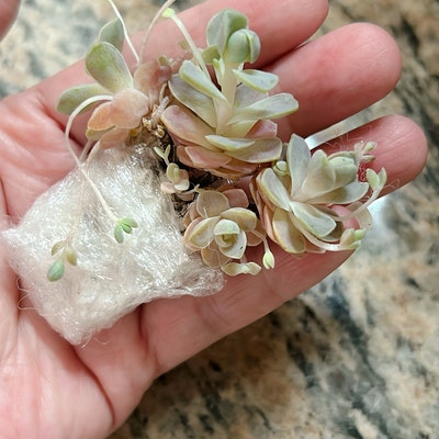 Variegated Hoya Compacta ,variegated Hindu Rope - Etsy