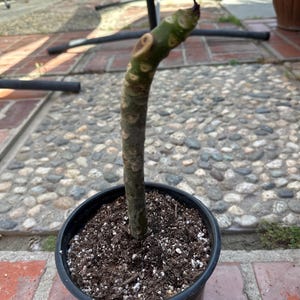 Siena added a photo of their purchase