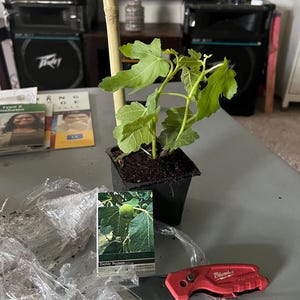 Sonia ha añadido una foto de su compra