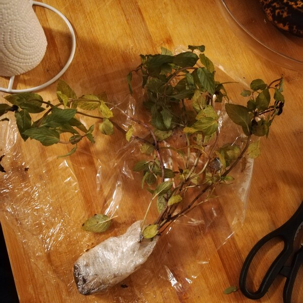 Java Moss Live Aquarium Plant (Taxiphyllum Barbieri) - Buy 2 Get 1 Free, Beginner Friendly
