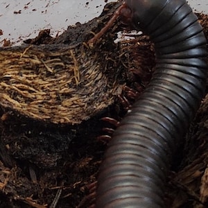 Gena added a photo of their purchase