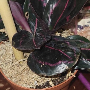 Kaci ha aggiunto una foto del proprio acquisto