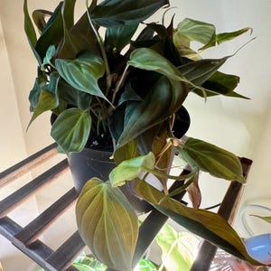 Mary added a photo of their purchase