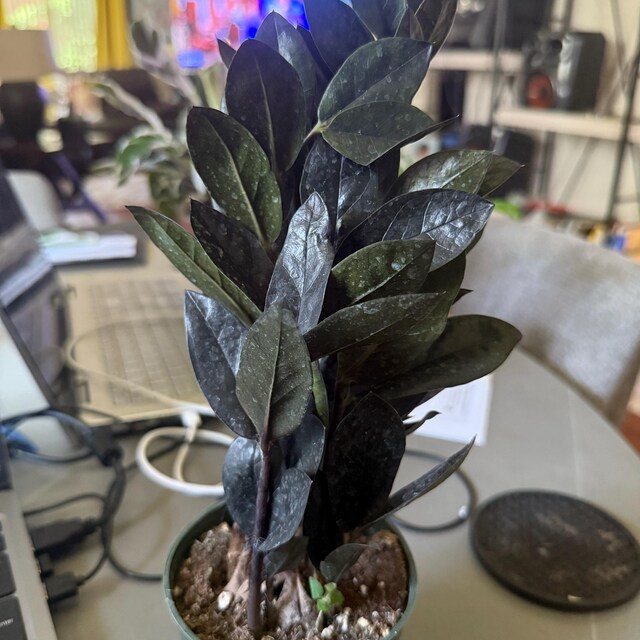 DOPPELGANGER　BLACKQUEEN ZZ Plant 'Black Queen' (Zamioculcas zamiifolia hybrid