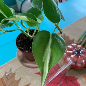 wendy added a photo of their purchase