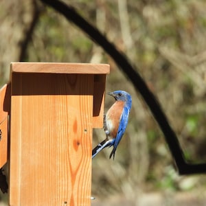 Eastern Bluebird Cedar Bird House - Etsy