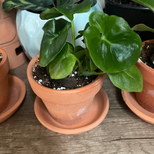 Kaylani ha aggiunto una foto del proprio acquisto