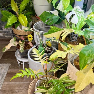 Ericson added a photo of their purchase