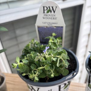 Amanda hat ein Foto des gekauften Artikels hinzugefügt