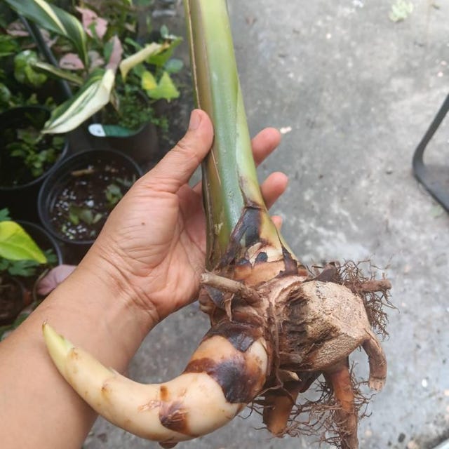 1x White Torch Ginger Rhizome, Etlingera Elatio, Tropical Exotic