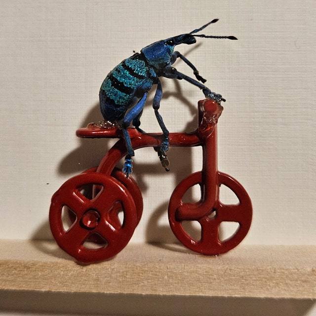 Real Beetle Riding Red Tricycle Natural History Insect Art - Etsy