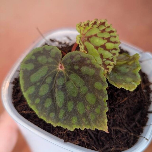 Hoya Carnosa Madara 'snow Angel' - House Plants - Etsy