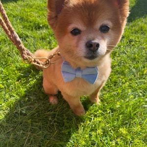 Personalized Dog Harness and Leash Wedding Leaf Lace Etsy