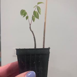 Ashley ha añadido una foto de su compra