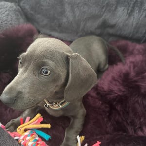 L added a photo of their purchase