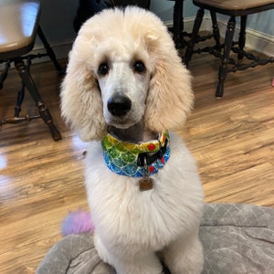 satin poodle collars