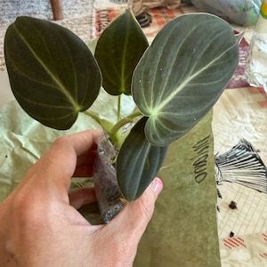 Karla added a photo of their purchase