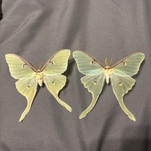 アクティアス・ルナ（アメリカミズアオ）。昆虫標本。羽を広げた状態