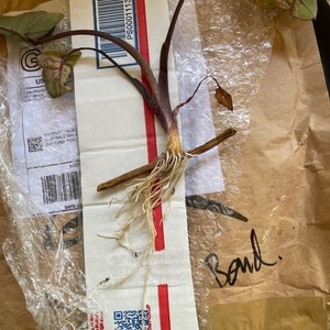 Christy ha añadido una foto de su compra