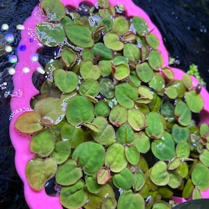 Clara hat ein Foto des gekauften Artikels hinzugefügt