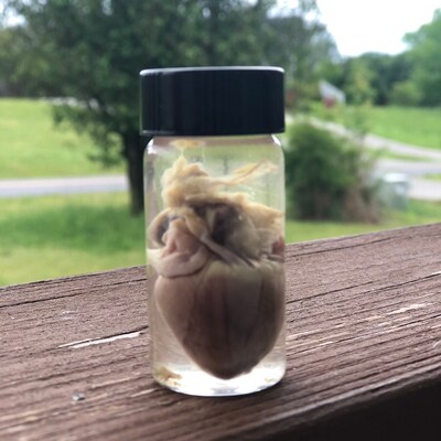 Wet Preserved Domestic Rabbit Heart Jarred Specimen Mature 1 Each Stock ...