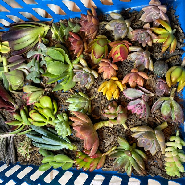 30 Mixed Succulent Cuttings | 15 Varieties 2-4 Fresh Starter Plant Bundle