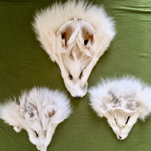 Bobcat Skull real animal bone part head skeleton taxidermy | Etsy