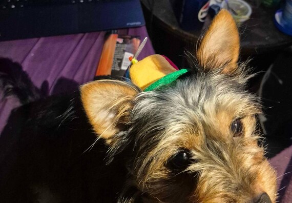 Customer photo of a pet with the Beanie Hat / Propeller Helicopter hat for Cat
