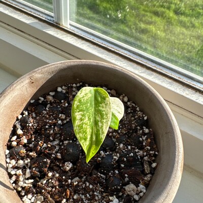 Sedia Pilates Wunder Pro Chair - Con Maniglie In Legno D'Acero, 4 Molle, Nero, Modello A11 - Foto 4